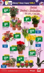 Gazetka promocyjna PoloMarket - Gazetka - ważna od 23.01 do 23.01.2024 - strona 29 - produkty: Hiacynt