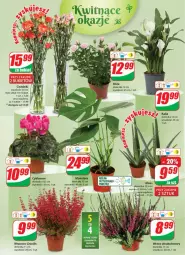 Gazetka promocyjna Dino - Gazetka 37 - Gazetka - ważna od 19.09 do 19.09.2023 - strona 17 - produkty: Sok, Gra, Cyklamen, Róża, Tera, Bukiet