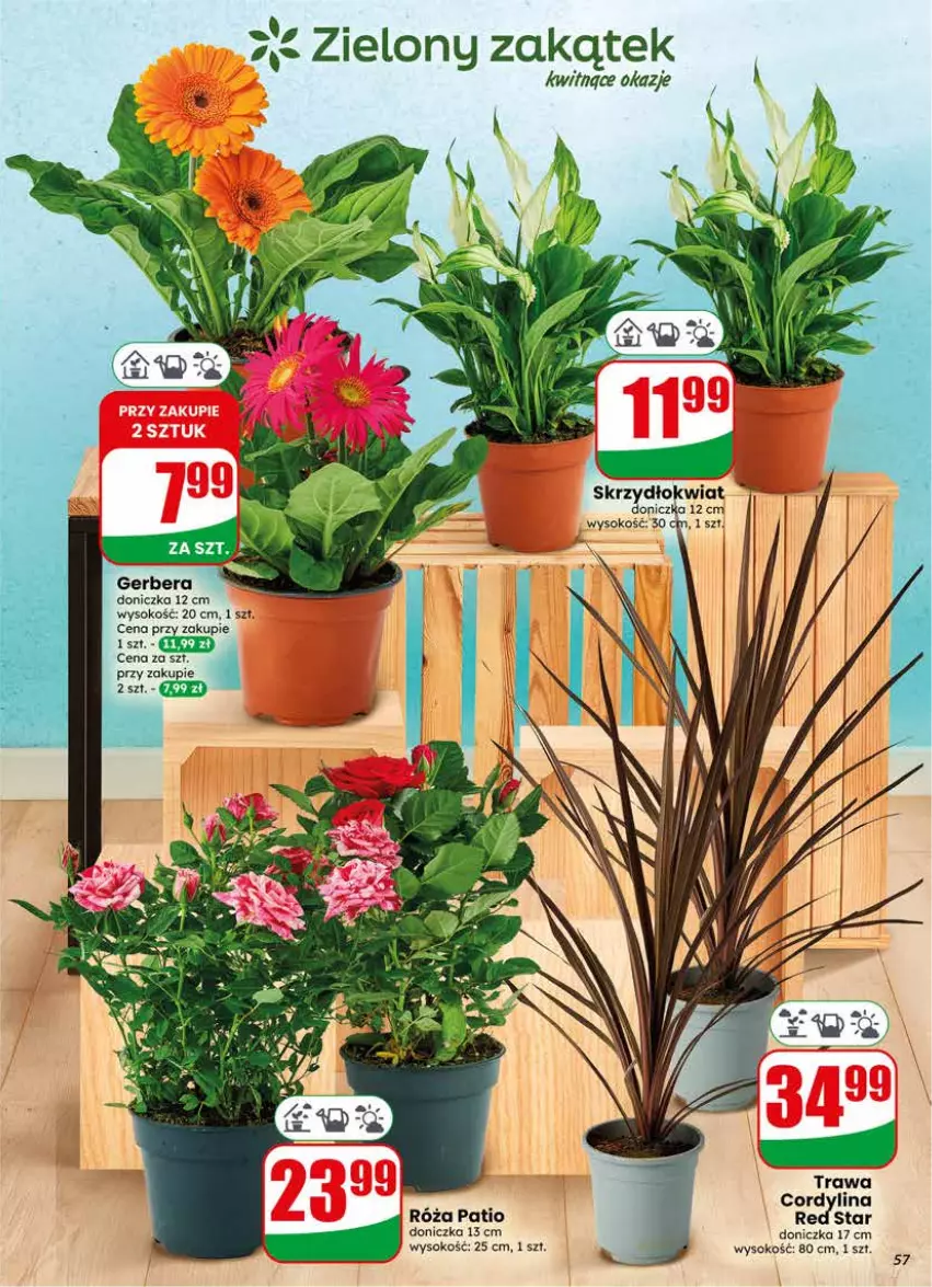 Gazetka promocyjna Dino - Gazetka 25 / 2026 - ważna 17.06 do 23.06.2026 - strona 57 - produkty: Gerber, Róża, Sok