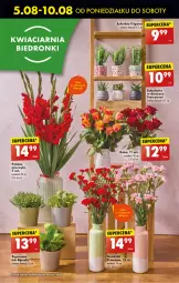 Gazetka promocyjna Biedronka - Od czwartku - Gazetka - ważna od 14.08 do 14.08.2024 - strona 61 - produkty: Sok, Ser, Sukulent, Miecz