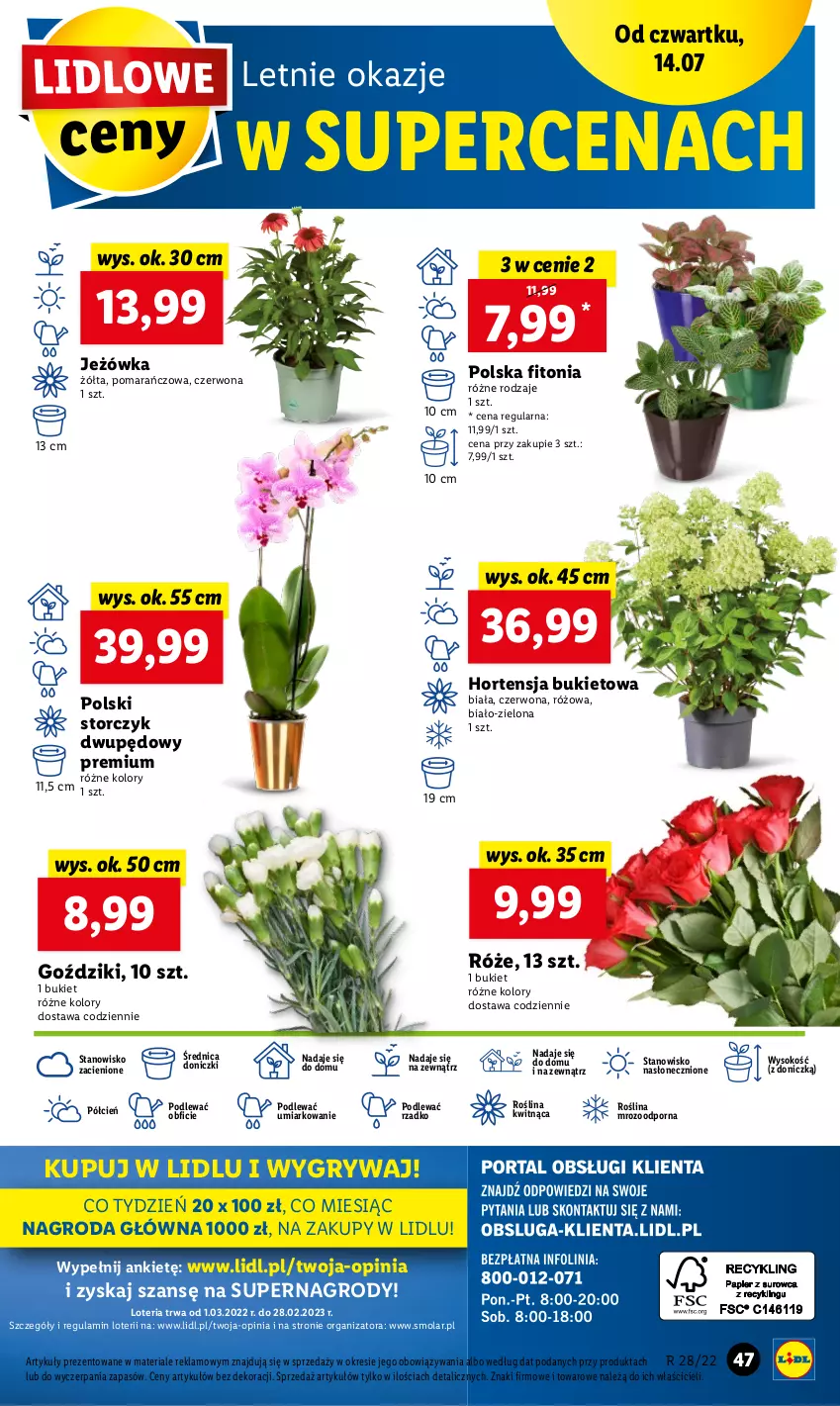 Gazetka promocyjna Lidl - GAZETKA - ważna 14.07 do 16.07.2022 - strona 47 - produkty: Bukiet, Cień, Gry, Mola, O nas, Por, Sok, Storczyk