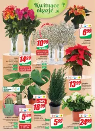 Gazetka promocyjna Dino - Gazetka 47 - Gazetka - ważna od 28.11 do 28.11.2023 - strona 22 - produkty: Sok, Kaktus, Gwiazda, Tera, Bukiet