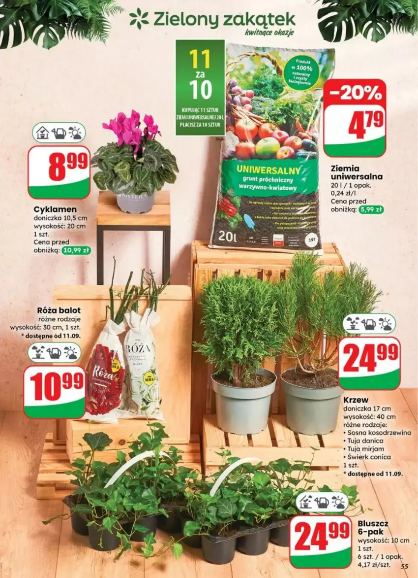 Gazetka promocyjna Dino - ważna 10.09 do 16.09.2025 - strona 51 - produkty: Cyklamen, Róża, Sok, Sos