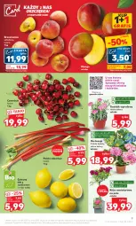 Gazetka promocyjna Kaufland - Gazetka tygodnia - Gazetka - ważna od 06.06 do 06.06.2023 - strona 9 - produkty: Gra, Róża, Cytryny, Brzoskwinie, Bukiet, Grunt, Mango