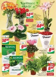 Gazetka promocyjna Dino - Gazetka - Gazetka - ważna od 26.07 do 26.07.2022 - strona 19 - produkty: Sok, Cyklamen, Kalanchoe, Storczyk, Bukiet, Nawóz