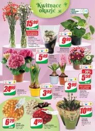 Gazetka promocyjna Dino - Gazetka - Gazetka - ważna od 21.02 do 21.02.2023 - strona 20 - produkty: Cebula, Sok, Hiacynt, Bukiet, Narcyz, Fairy, Fa
