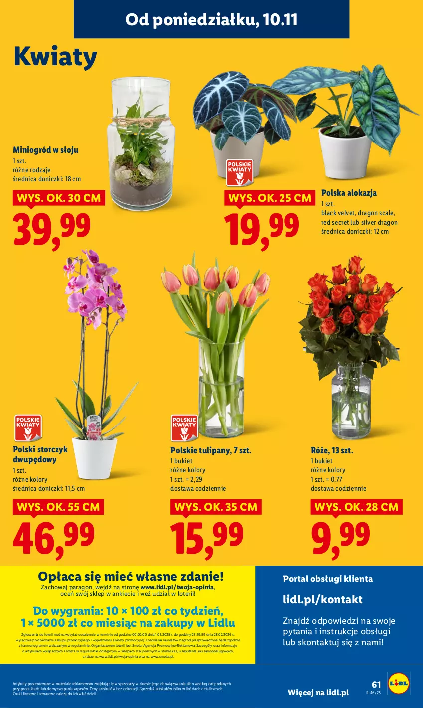 Gazetka promocyjna Lidl - GAZETKA - ważna 10.11 do 12.11.2025 - strona 63 - produkty: Bukiet, Gra, Lack, Laur, Mola, Ogród, Por, Portal, Storczyk, Tulipan, Velvet