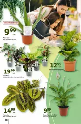 Gazetka promocyjna Auchan - Gazetka - ważna od 03.07 do 03.07.2024 - strona 43 - produkty: Bell, Aloe vera