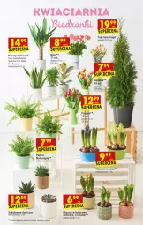 Gazetka promocyjna Biedronka - W tym tygodniu PN - Gazetka - ważna od 20.03 do 20.03.2021 - strona 61 - produkty: Sok, Gin, AEG, Hiacynt, Róża, Wazon, Sukulent