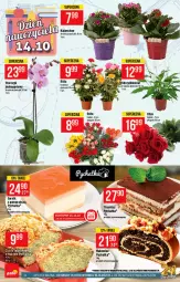 Gazetka promocyjna PoloMarket - Gazetka pomocyjna - Gazetka - ważna od 19.10 do 19.10.2021 - strona 12 - produkty: Kalanchoe, Makowiec, Storczyk, Bukiet