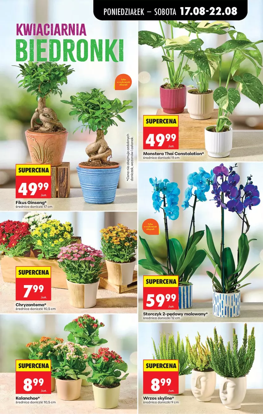 Gazetka promocyjna Biedronka - Od Poniedziałku - ważna 17.08 do 22.08.2026 - strona 81 - produkty: Chryzantema, Gin, Kalanchoe, Storczyk, Tera, Wazon