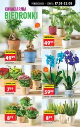 Gazetka promocyjna Biedronka - Od Poniedziałku - Gazetka - ważna od 22.08 do 22.08.2026 - strona 81 - produkty: Gin, Chryzantema, Kalanchoe, Tera, Wazon, Storczyk