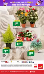 Gazetka promocyjna PoloMarket - Gazetka - ważna od 24.12 do 24.12.2024 - strona 69 - produkty: Róża, Kalanchoe, Dres, Fa