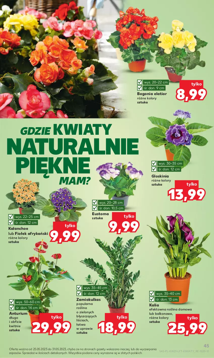 Gazetka promocyjna Kaufland - Gazetka tygodnia - ważna 25.05 do 31.05.2023 - strona 45 - produkty: Kalanchoe