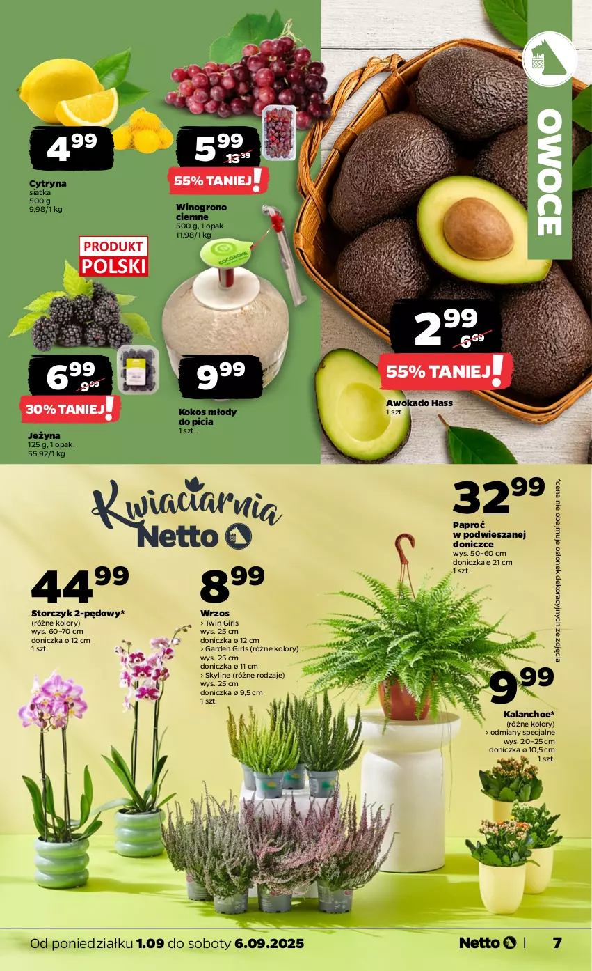 Gazetka promocyjna Netto - Od Poniedziałku - ważna 01.09 do 06.09.2025 - strona 7 - produkty: Kalanchoe, Kokos, Owoce, Siatka, Storczyk, Wino
