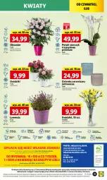 Gazetka promocyjna Lidl - GAZETKA - Gazetka - ważna od 08.06 do 08.06.2024 - strona 43 - produkty: Sok, Por, Gra, Cień, O nas, Storczyk, Mola, Bukiet, Osłonka