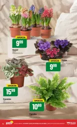 Gazetka promocyjna PoloMarket - Gazetka - ważna od 04.02 do 04.02.2025 - strona 41 - produkty: Hiacynt