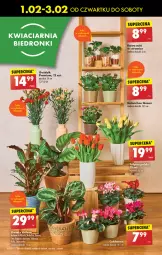 Gazetka promocyjna Biedronka - Od czwartku - Gazetka - ważna od 07.02 do 07.02.2024 - strona 18 - produkty: Sok, Kawa, Kalanchoe