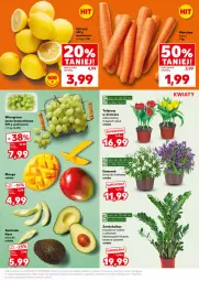 Gazetka promocyjna Kaufland - Mocny Start - Gazetka - ważna od 18.03 do 18.03.2026 - strona 13 - produkty: Tulipan, Dzwonek, Cytryny