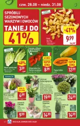 Gazetka promocyjna Aldi - Pełna oferta - Gazetka - ważna od 31.08 do 31.08.2025 - strona 28 - produkty: Sok, NBA, Cyklamen, Papaja, Cyprysik, Chryzantema, Chia, Kalanchoe, Tera, Sałat, Pomidory