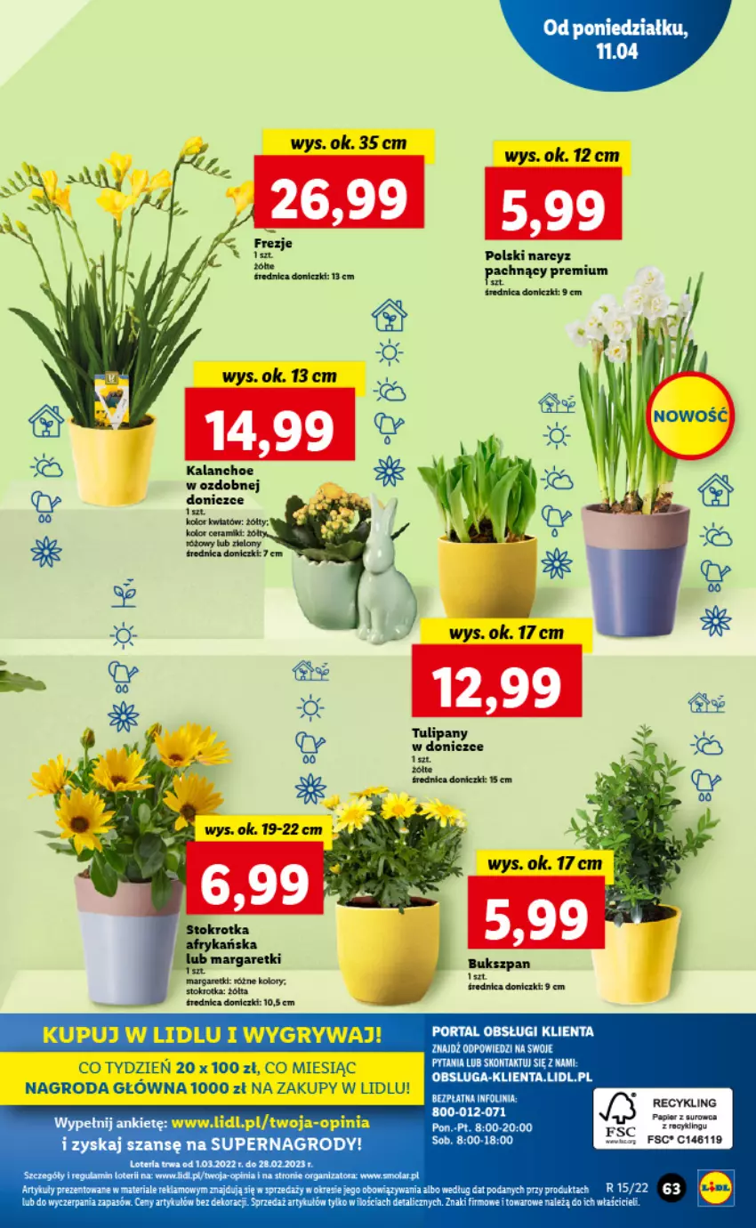 Gazetka promocyjna Lidl - GAZETKA - ważna 11.04 do 13.04.2022 - strona 63 - produkty: Gry, Kalanchoe, LG, Mola, Narcyz, Tulipan