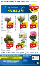 Gazetka promocyjna Lidl - GAZETKA - Gazetka - ważna od 06.10 do 06.10.2021 - strona 59 - produkty: Sok, Gry, Cień, O nas, Mola, Bukiet, Ogród