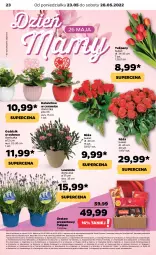 Gazetka promocyjna Netto - Gazetka non food 23.05-28.05 - Gazetka - ważna od 28.05 do 28.05.2022 - strona 4 - produkty: Zestaw prezentowy, Kujawski, Tulipan, Róża, Kalanchoe, Stock, Bukiet, Fa