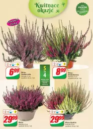 Gazetka promocyjna Dino - Gazetka 39 / 2024 - Gazetka - ważna od 01.10 do 01.10.2024 - strona 49 - produkty: Sok, LG