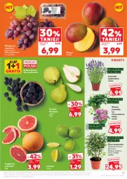Gazetka promocyjna Kaufland - Gazetka tygodnia - Gazetka - ważna od 20.08 do 20.08.2025 - strona 21 - produkty: Gra, Chryzantema, Jeżyny, Gruszki, Winogrona, Limonka, Wino, Mango, Grejpfrut
