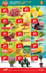 Gazetka promocyjna PoloMarket - Gazetka pomocyjna - Gazetka - ważna od 23.08 do 23.08.2022 - strona 2 - produkty: Sałatka, Gry, Sałat, Buraki, Wino, Kukurydza, Fa
