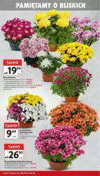 Gazetka promocyjna Intermarche - Gazetka - ważna od 06.11 do 06.11.2024 - strona 6 - produkty: Chryzantema