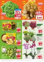 Gazetka promocyjna Kaufland - Gazetka tygodnia - Gazetka - ważna od 01.10 do 01.10.2025 - strona 15 - produkty: Sałata masłowa, Papryka, Kiwi, Ziemniaki, Sałat, Storczyk, Masło, Fa