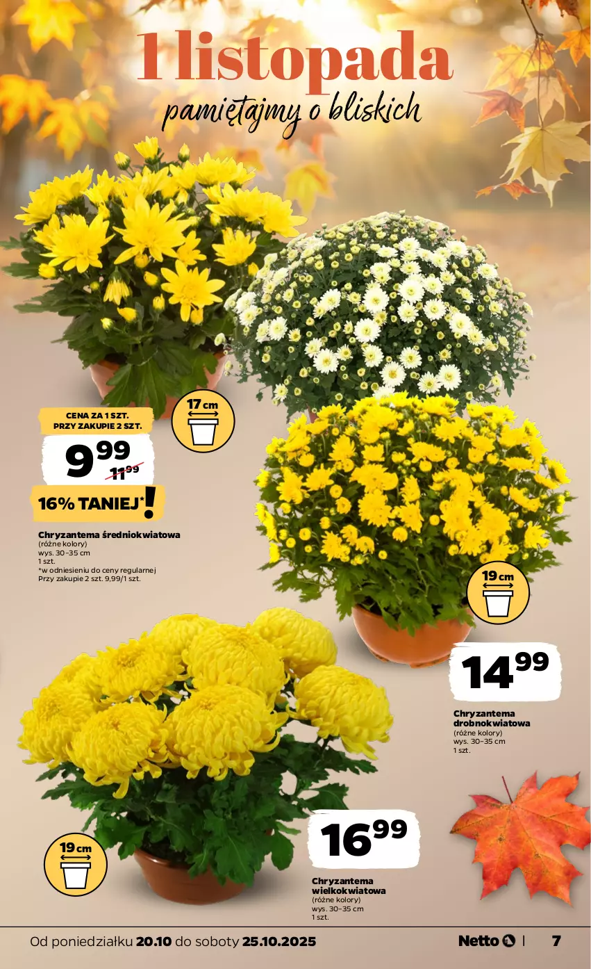 Gazetka promocyjna Netto - Od Poniedziałku - ważna 20.10 do 25.10.2025 - strona 7 - produkty: Chryzantema, Mięta