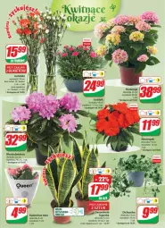 Gazetka promocyjna Dino - Gazetka 20 - Gazetka - ważna od 23.05 do 23.05.2023 - strona 19 - produkty: Sok, Kalanchoe, , Bukiet