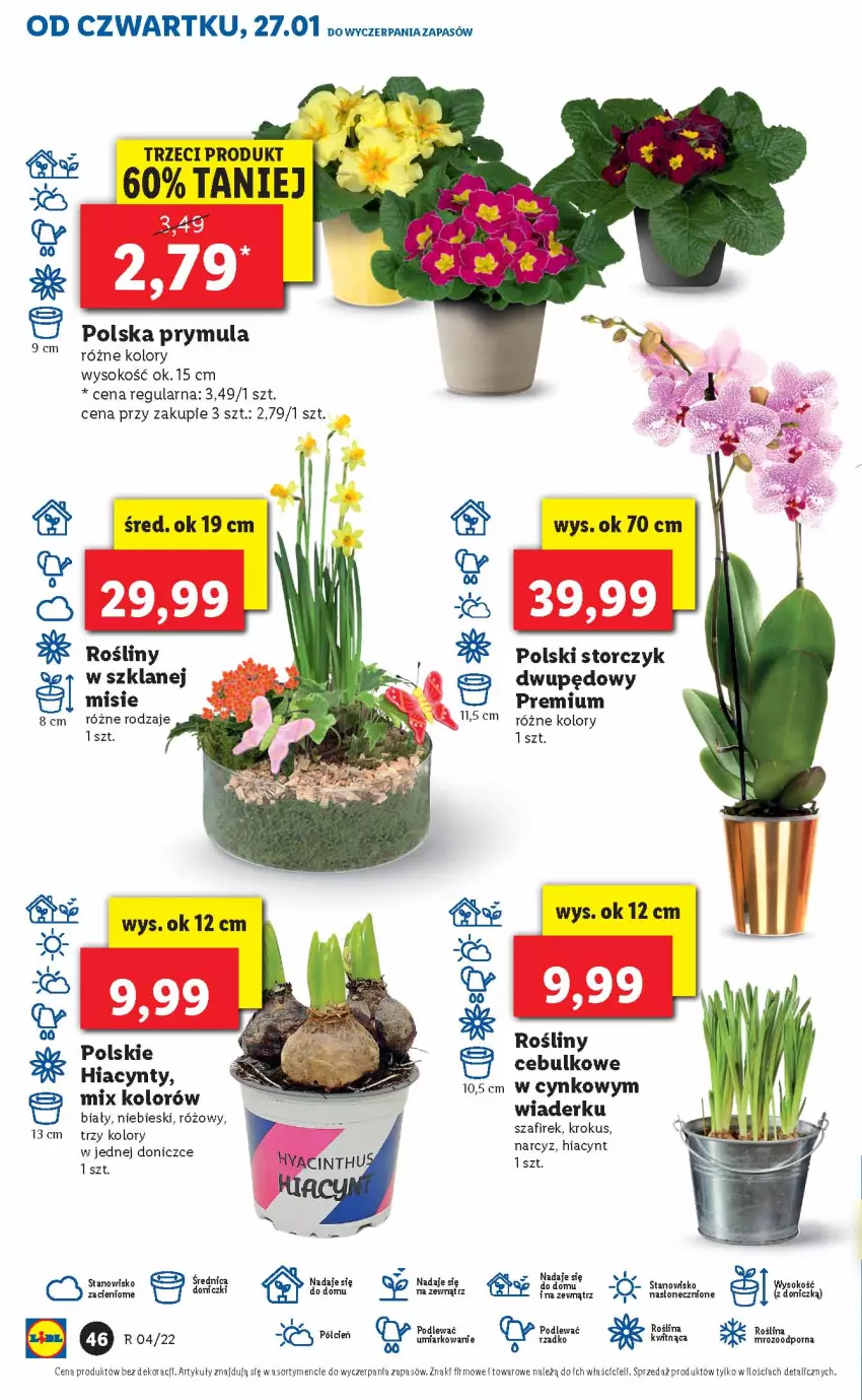 Gazetka promocyjna Lidl - GAZETKA - ważna 27.01 do 30.01.2022 - strona 46 - produkty: Cień, Hiacynt, Krokus, Narcyz, Prymula, Sok, Storczyk