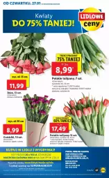 Gazetka promocyjna Lidl - GAZETKA - Gazetka - ważna od 30.01 do 30.01.2022 - strona 47 - produkty: Sok, Gry, Tulipan, Mola, Bukiet