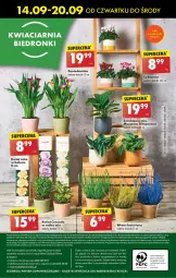 Gazetka promocyjna Biedronka - Od czwartku - Gazetka - ważna od 20.09 do 20.09.2023 - strona 56 - produkty: Gra, Cyklamen, Telefon, Papier, Chia, Kosz, Napoje, Tera, Wazon, Fa