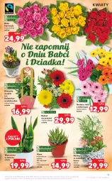 Gazetka promocyjna Kaufland - OFERTA TYGODNIA - Gazetka - ważna od 19.01 do 19.01.2022 - strona 17 - produkty: Mop, Koc, Hiacynt, Gerber, Kosz, Kalanchoe, Tera, Bukiet, Fa