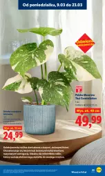 Gazetka promocyjna Lidl - Oferta ważna od 9.03 do 11.03 - Gazetka - ważna od 11.03 do 11.03.2026 - strona 69 - produkty: Tera, Osłonka