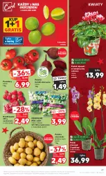 Gazetka promocyjna Kaufland - Gazetka tygodnia - Gazetka - ważna od 06.12 do 06.12.2023 - strona 41 - produkty: Gra, Ziemniaki, Sałat, Storczyk, Buraki, Limonka, Grunt, Pomidory, Rzodkiewka