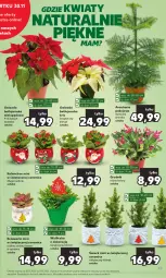 Gazetka promocyjna Kaufland - Gazetka tygodnia - Gazetka - ważna od 06.12 do 06.12.2023 - strona 43 - produkty: Piec, Choinka, Inka, Kalanchoe, Gwiazda