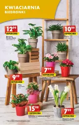 Gazetka promocyjna Biedronka - Gazetka - Biedronka.pl - Gazetka - ważna od 21.01 do 21.01.2023 - strona 13 - produkty: Hiacynt, Kalanchoe, Tera, Wazon
