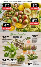 Gazetka promocyjna Netto - Netto Gazetka Food 40/24A - Gazetka - ważna od 05.10 do 05.10.2024 - strona 8 - produkty: Róża, Kiwi, Kalanchoe, Tera, Wino, Mango, Melon