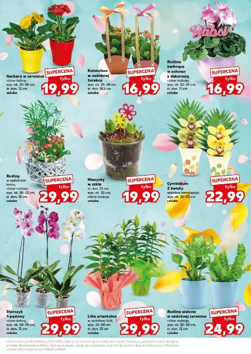 Gazetka promocyjna Kaufland - ważna 20.01 do 22.01.2025 - strona 17 - produkty: Hiacynt, Kalanchoe, Kosz