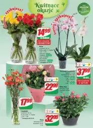 Gazetka promocyjna Dino - Gazetka - ważna od 25.06 do 25.06.2024 - strona 40 - produkty: Sok, Róża, Bukiet
