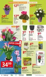 Gazetka promocyjna E Leclerc - Gazetka - ważna od 17.02 do 17.02.2024 - strona 23 - produkty: Cyklamen, Gerber, Tulipan, Prymula, Róża, Ociekacz, Kiełki, Storczyk, Siedzisko, Poduszka, Sukulent, Osłonka