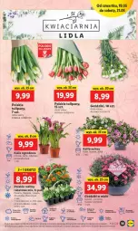 Gazetka promocyjna Lidl - GAZETKA - Gazetka - ważna od 21.05 do 21.05.2022 - strona 19 - produkty: Tulipan, Aksam, Masło