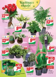 Gazetka promocyjna Dino - Gazetka - Gazetka - ważna od 18.05 do 18.05.2021 - strona 16 - produkty: Hama, Bukiet