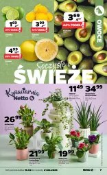 Gazetka promocyjna Netto - Od Poniedziałku - Gazetka - ważna od 21.02 do 21.02.2026 - strona 7 - produkty: Siatka, Pomelo, Limonka, Owoce