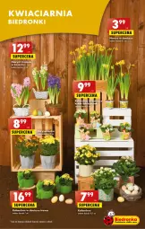 Gazetka promocyjna Biedronka - Gazetka - ważna od 08.04 do 08.04.2023 - strona 15 - produkty: Hiacynt, Kalanchoe, Wazon, , Narcyz